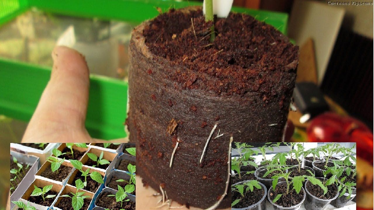 кокосові субстрати для посадки рослин купити в Україні