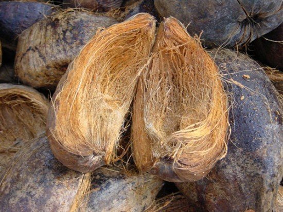 Виробництво кокосового субстрату для рослин