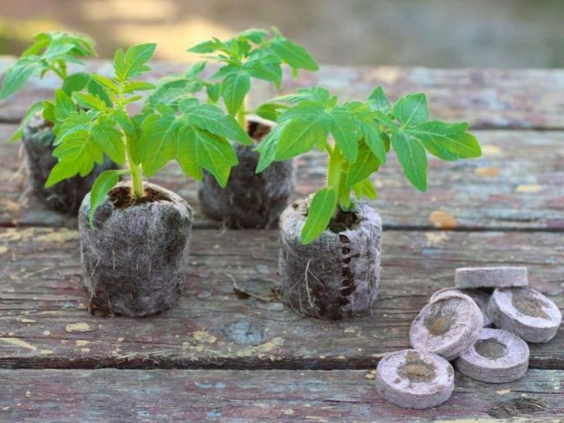 Кокосові таблетки - це чудова заміна для субстрату у мішку чи торфʼяних горшків. 