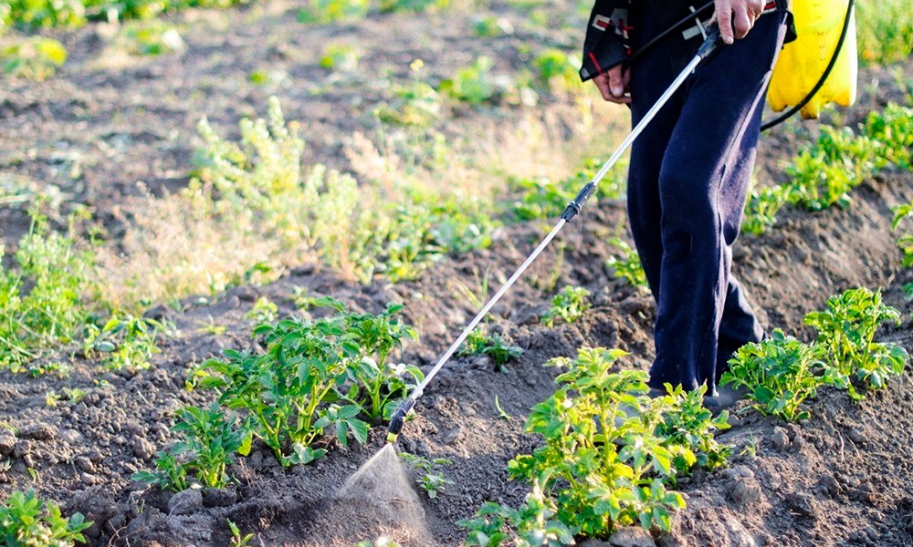 Опрыскивание картофеля от колорадского жука.