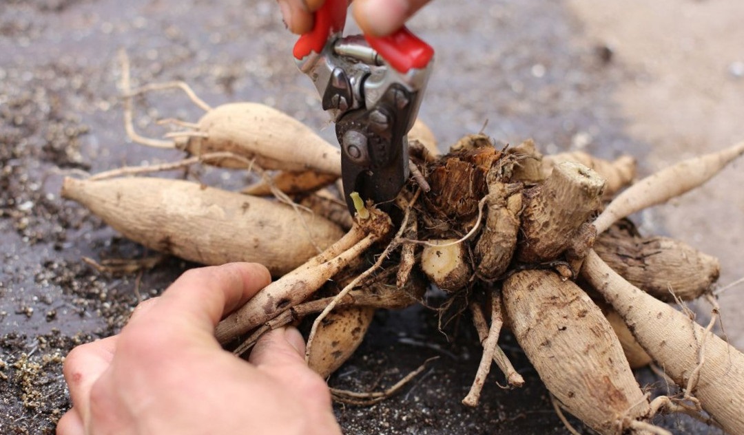 Подготовка клубней георгины к зимовке Подготовка клубней георгины к зимовке