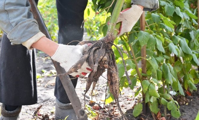 Как правильно выкапывать клубни георгин? Как правильно выкапывать клубни георгин?