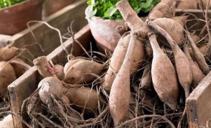 Георгины нужно хранить в деревянных ящиках в подвале. Георгины нужно хранить в деревянных ящиках в подвале.