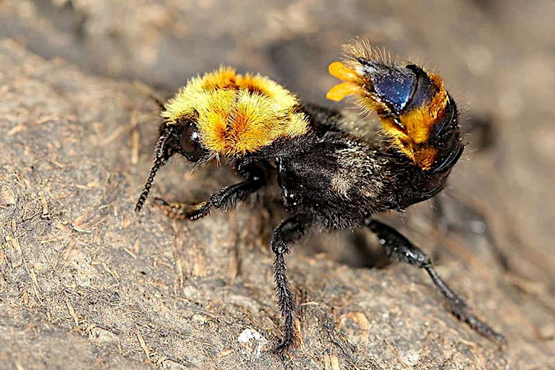 Стафиллин – черный подвижный жук.