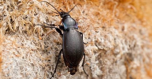 Жужелица – жук с черным панцирем.