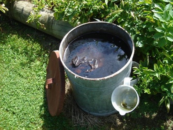 Компостный чай обладает многими полезными свойствами. Компостный чай обладает многими полезными свойствами.