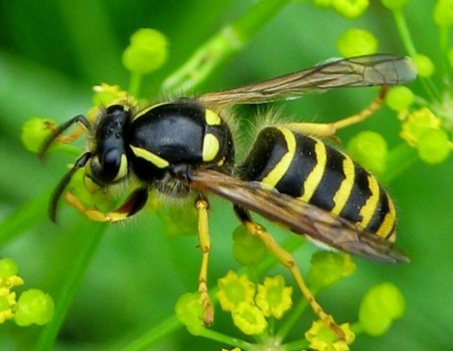 Оса обычная