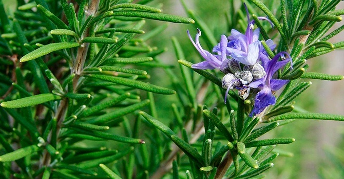 Вічнозелений декоративний кущ розмарину