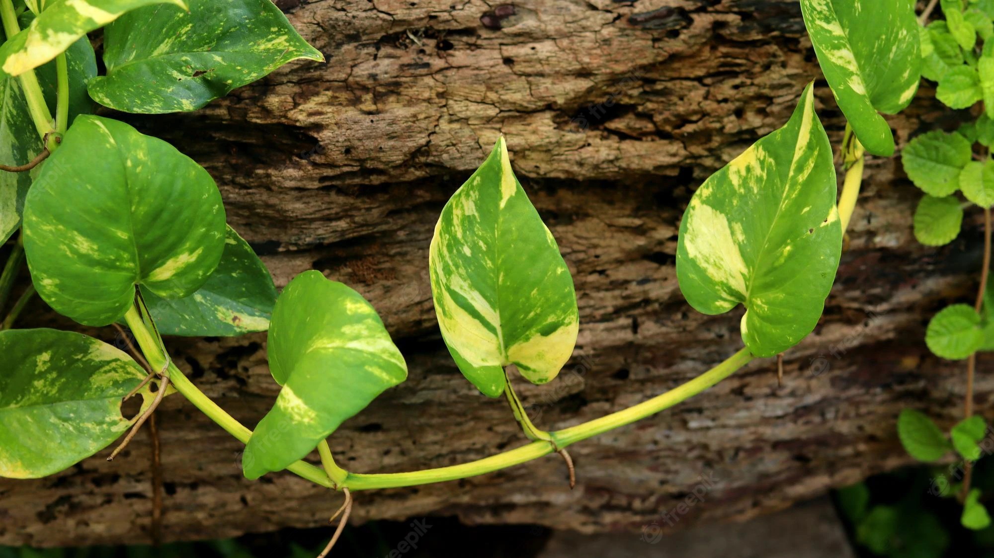 Бетель из слоновой кости