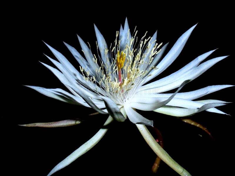 Виджая Кусума