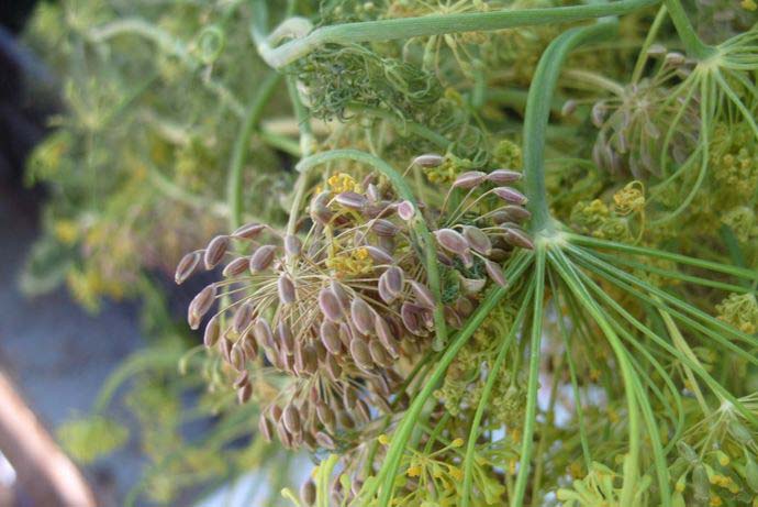 Укропный цветок