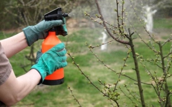 Профілактичні обприскування Профілактичні обприскування