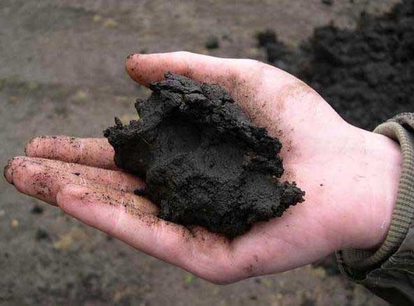 Підвищена вологість грунту Підвищена вологість грунту