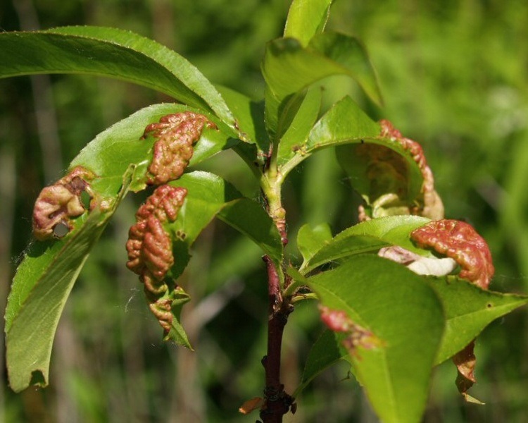 Ознаками курчавості є деформоване листя з пухирчастими здуттями. Ознаками курчавості є деформоване листя з пухирчастими здуттями.