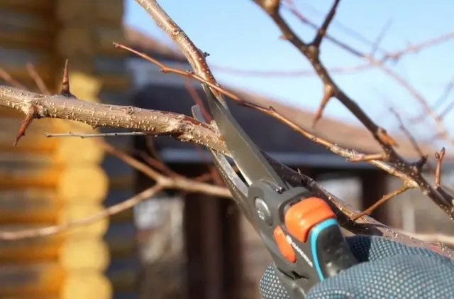 Обрезка плодовых деревьев в апреле