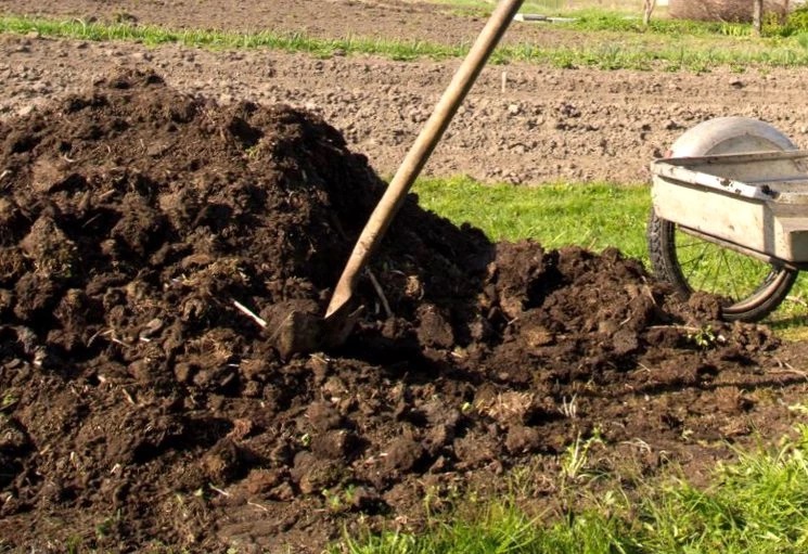 Внесение удобрений на грядки