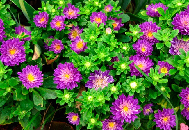 Астра китайская Астра китайская