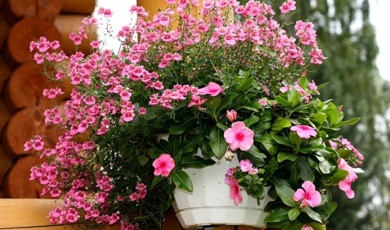 Диасция Барбери Диасция Барбери