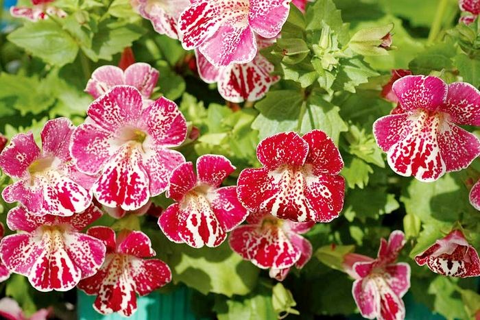 Мимулюс гибридный Мимулюс гибридный