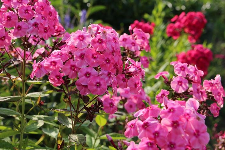 Флоксы Флоксы