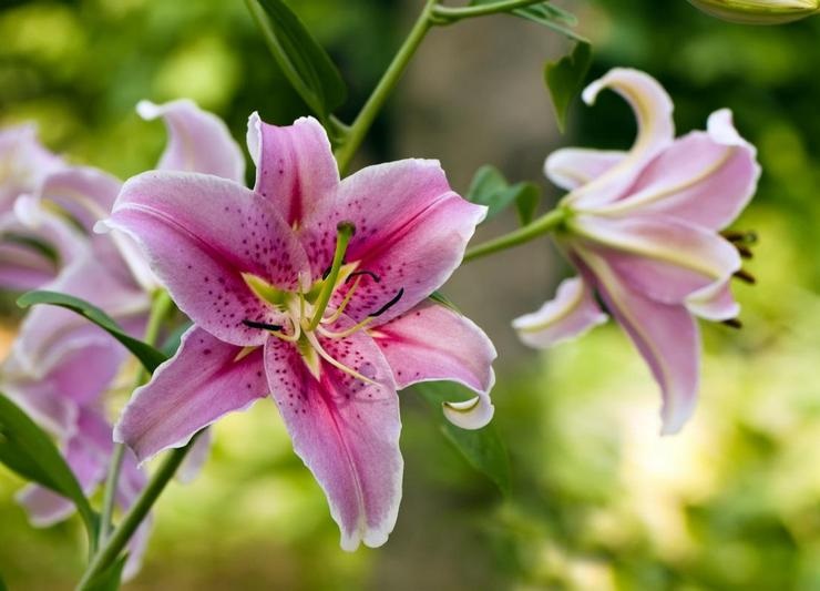 Лилии Лилии