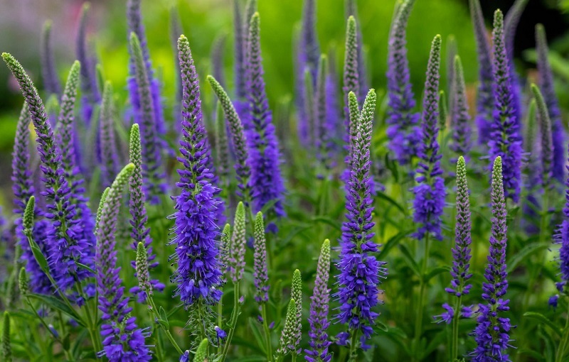 Вероника – элегантное и неприхотливое многолетнее растение.