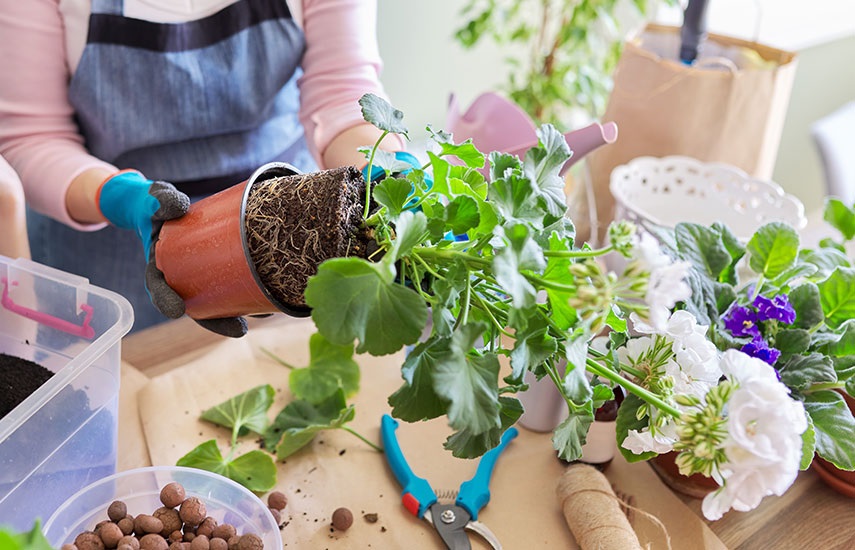 Комнатные растения, которые можно выращивать дома из семян Комнатные растения, которые можно выращивать дома из семян