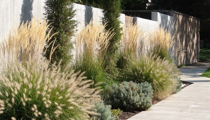 Злаковые — настоящее сокровище для садовода, мечтающего о минимальном уходе.