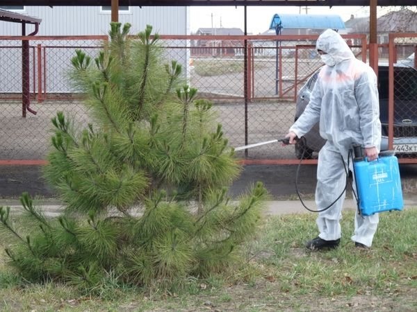 Подкормка хвойных растений летом Подкормка хвойных растений летом