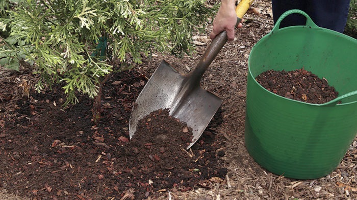 Подкормка хвойников Подкормка хвойников