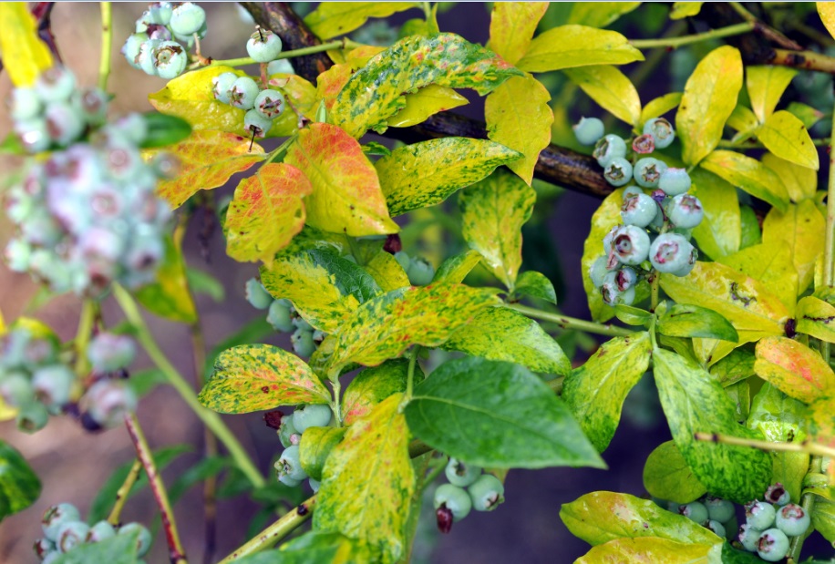Своевременная обработка от вредителей и болезней защитит куст и сохранит будущий урожай.