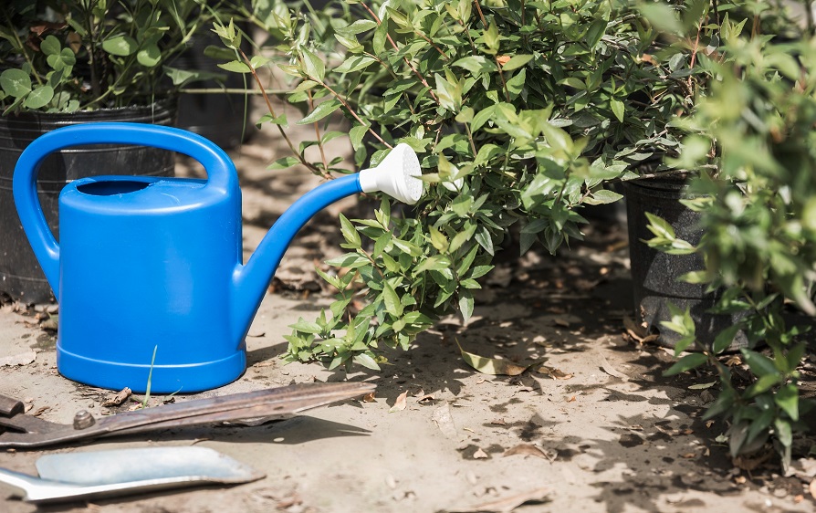 Недостаточный полив является одной из наиболее распространенных причин отсутствия цветения у голубики.