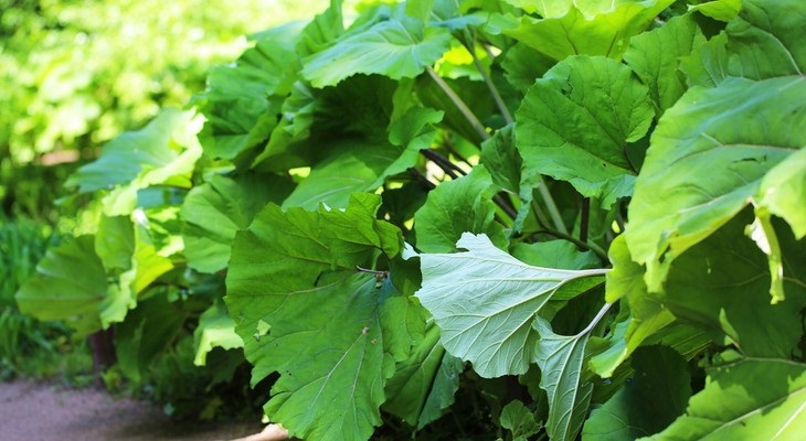 Когда проводить заготовку лопуха? Когда проводить заготовку лопуха?