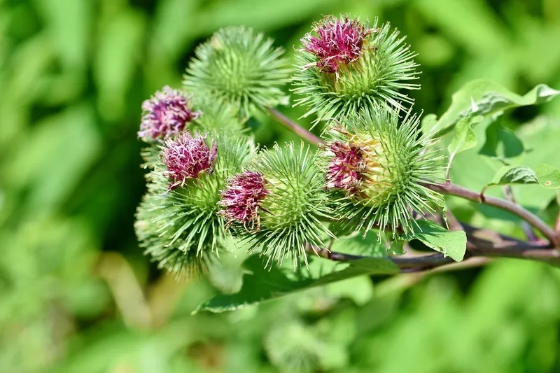Особенности состава лопуха Особенности состава лопуха