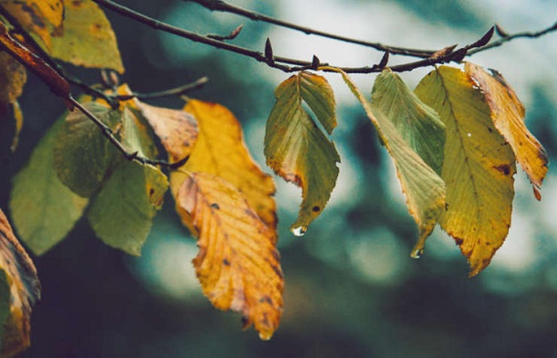 В природе часто можно наблюдать, что деревья одного вида ведут себя по-разному. В природе часто можно наблюдать, что деревья одного вида ведут себя по-разному.