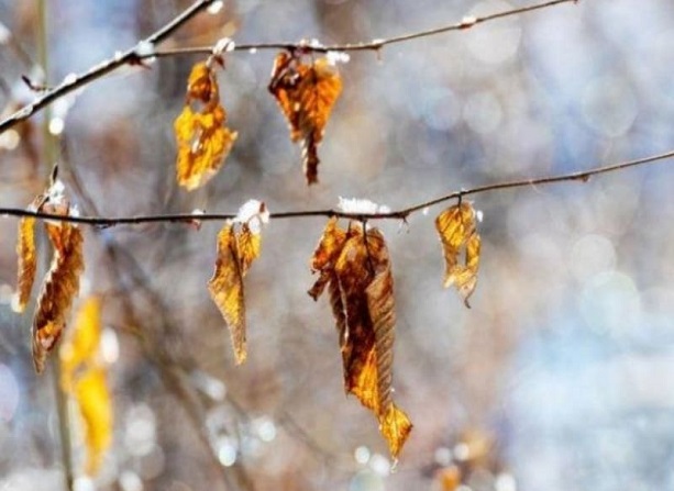 Нужно ли вмешиваться, если листья не опали? Нужно ли вмешиваться, если листья не опали?