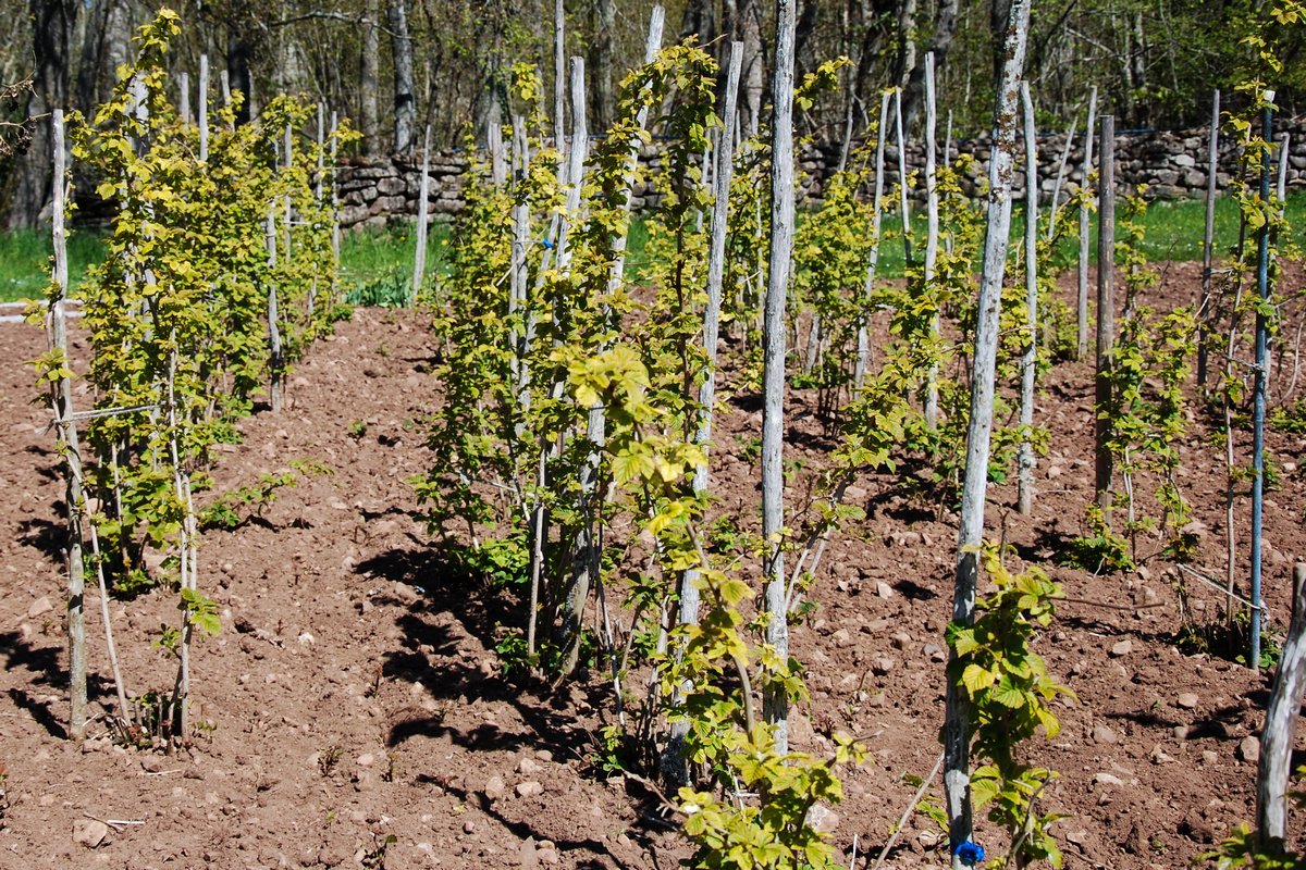 Как закладывать малинник