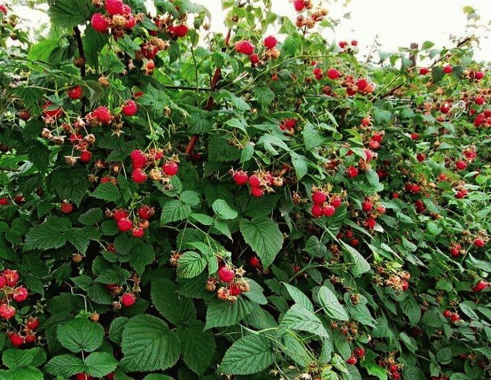 Урожай малины