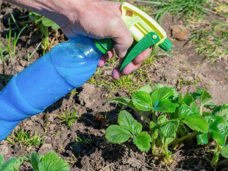 Как бороться с нематодой?