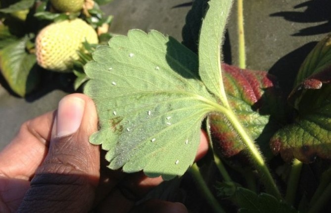 Признаки присутствия нематоды на растениях