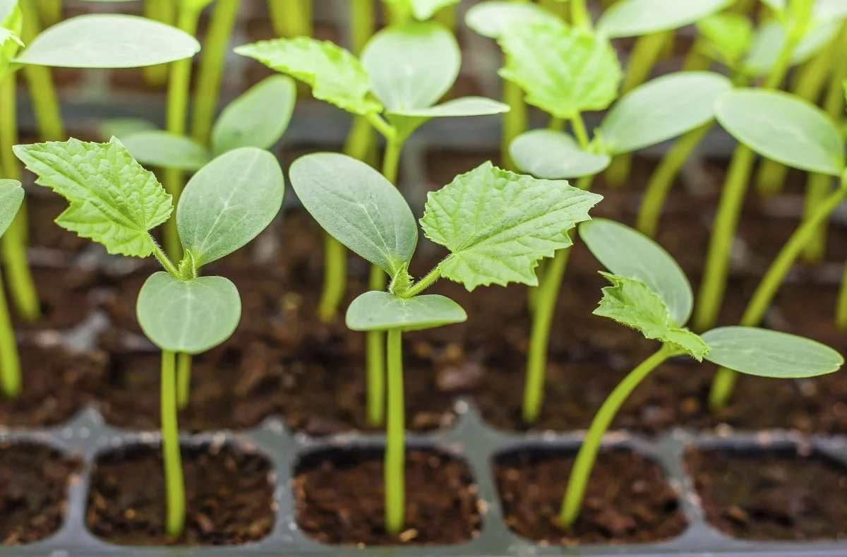 Семена для рассады следует высаживать в стаканчики. Семена для рассады следует высаживать в стаканчики.