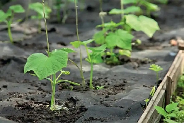 Огурцы лучше высаживать в рыхлую землю, хорошо освещенном теплом месте. Огурцы лучше высаживать в рыхлую землю, хорошо освещенном теплом месте.