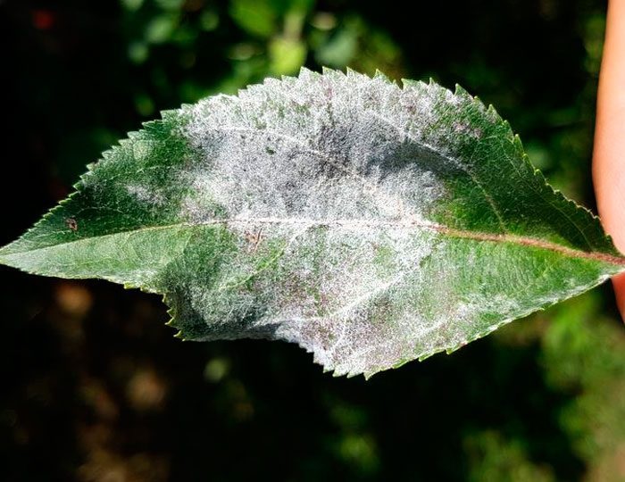 Грибы мучнистой росы