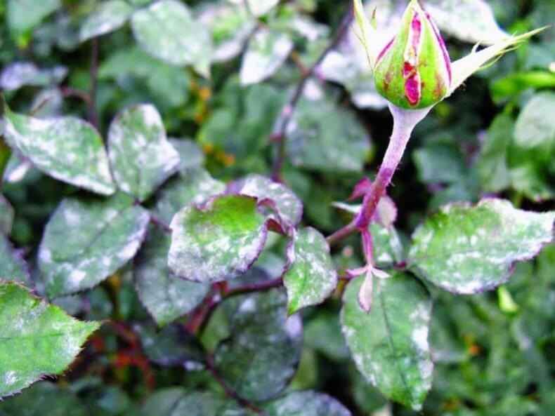 Мучнистая роса на розах