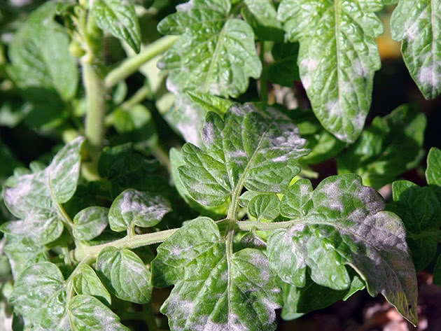 Первым признаком болезни является появление мицелия белого цвета на листьях или других частях