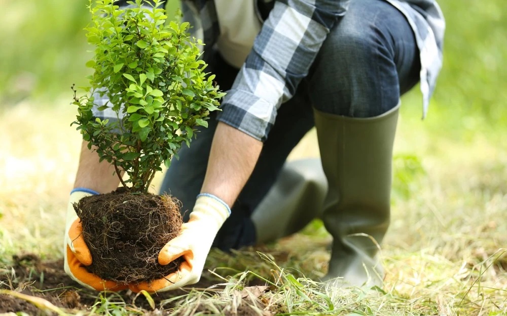 У ці дні можна висаджувати декоративні дерева та чагарники. У ці дні можна висаджувати декоративні дерева та чагарники.
