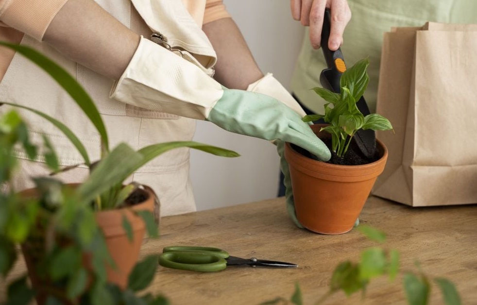 Ці дні сприятливі для догляду за кімнатними рослинами. Ці дні сприятливі для догляду за кімнатними рослинами.