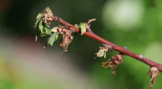 Монилия на ветвях деревьев