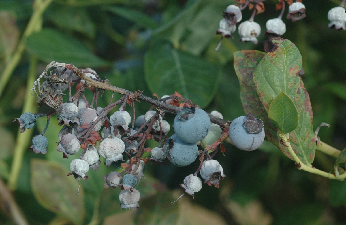 Монилиоз представляет серьезную опасность для голубики. Монилиоз представляет серьезную опасность для голубики.