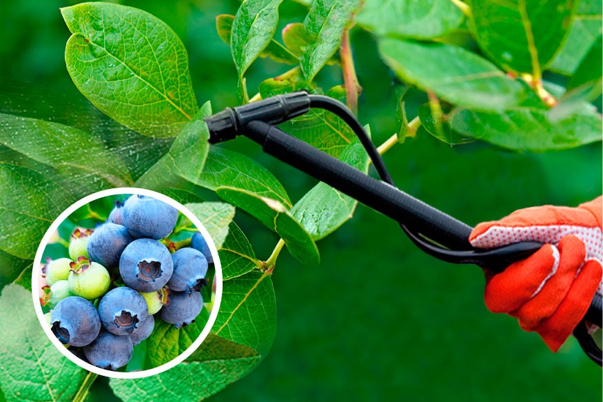 При монилиозе голубики нужно использовать фунгициды. При монилиозе голубики нужно использовать фунгициды.